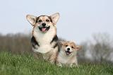 CORGI PEMBROKE 1259